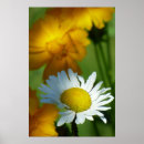 Recherche de camomille posters Fleurs