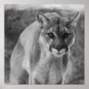 Recherche de lion blanc posters Lion de montagne