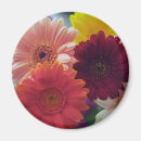 Suche nach gerbera magnete Griechen