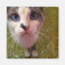 Suche nach hungrige katze magnete Niedlich