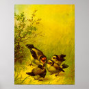 Suche nach spatz poster Tiere