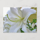 Recherche de lilium cartes postales Fleur