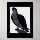 Suche nach falken poster Vögel