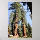 Recherche de sequoia posters Séquoias