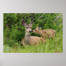 Recherche de mulets art Biche