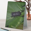 Suche nach käfer fotoplatten Fehler