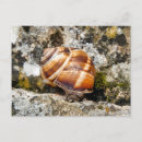 Suche nach helix postkarten Schnecke
