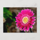 Recherche de marguerite de gerber invitations Fleur
