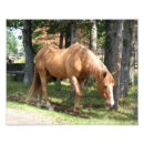 Recherche de palomino posters Chevaux