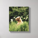 Suche nach grizzlybär leinwandbilder Druck