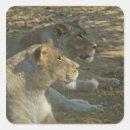 Recherche de fourrure de léopard autocollants Animal