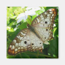Recherche de tropical papillon magnets Exotique