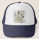 Recherche de chien esquimau Animaux familiers