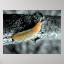 Suche nach klebrig poster Natur