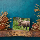 Suche nach elche fotoplatten Grenze danita