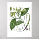 Suche nach vanille poster Blume