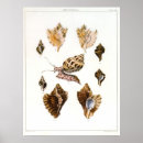 Suche nach mollusken poster Strand