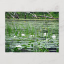 Recherche de lis blanc cartes postales Eau