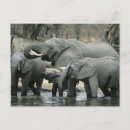 Suche nach afrikanischer elefant postkarten Baby