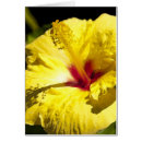 Recherche de ketmie jaune Floral