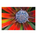 Recherche de agave posters Couleur