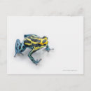 Recherche de grenouille bleue cartes postales Animal