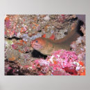 Recherche de anguilles posters Sous marin