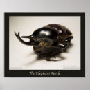 Suche nach beetle poster Bug