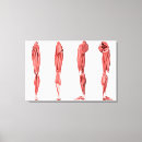 Recherche de imagerie médicale posters Ligament