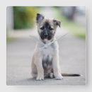 Suche nach hirten wanduhren Hund
