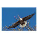 Suche nach weißkopfseeadler poster Fliegen