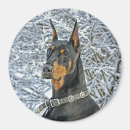 Suche nach dobermann magnete Pinscher