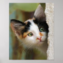 Recherche de nosy posters Chat