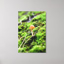 Suche nach pilz leinwandbilder Pflanze