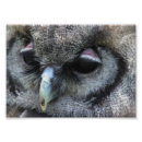 Suche nach graue eule poster Vogel