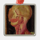Suche nach anatomisch ornamente 16