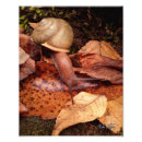 Suche nach wirbellose poster Schnecke