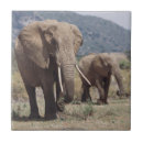 Recherche de veau carreaux Éléphant