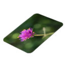 Recherche de jardin botanique magnets Rose