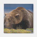 Suche nach fleischfresser magnete Usa