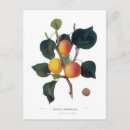 Recherche de abricot cartes postales Botanique