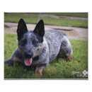 Recherche de bétail posters Photographie