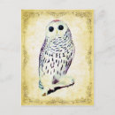 Recherche de hibou neige cartes postales Blanc