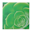 Suche nach succulents fliesen Saftig