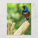 Suche nach starling postkarten Tiere