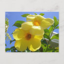 Suche nach trumpet postkarten Blume