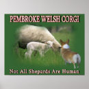Suche nach welsh corgi poster Weißer korgi