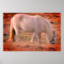 Suche nach pony poster Tiere