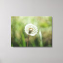 Suche nach löwenzahn poster leinwandbilder Blumen