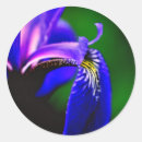 Recherche de iris autocollants Floral